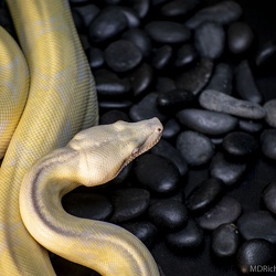 Reptiles